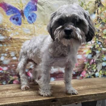 Brute -  Miniature Poodle and Shih Tzu Dog for Adoption in Normal, Illinois - Brute | PetCurious
