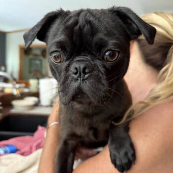 Pugsley -  Pug Dog Available for Adoption in Cedarburg, Wisconsin - Pugsley | PetCurious
