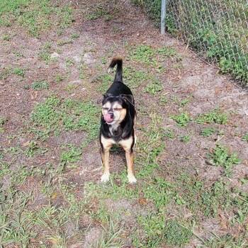Pug and Chihuahua Dogs Available for Adoption in Lake Panasoffkee, Florida - Chubs | PetCurious