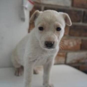 Mixed Breed Dogs Available for Adoption in Bellingham, Washington - French Toast | PetCurious