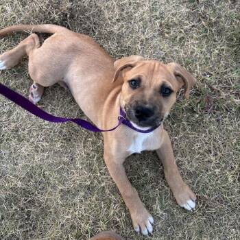 Tito -  Mixed Breed Dog for Adoption in Pelham, New Hampshire - Tito | PetCurious