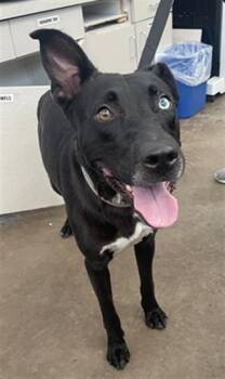 ASTRO -  Mixed Breed Dog for Adoption in Dallas, Texas - ASTRO | PetCurious