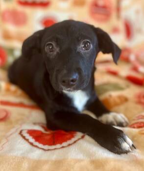 Dachshund and Hound Dogs Available for Adoption - Capri | PetCurious