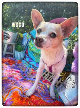Chihuahua Dogs Available for Adoption in Sebring, Florida - Viggo | PetCurious