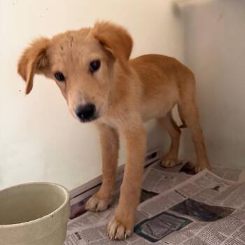 Springer -  Mixed Breed Dog for Adoption in Pine Bluff, Arkansas - Springer | PetCurious