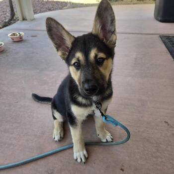 German Shepherd Dog Dogs Available for Adoption in Las Vegas, Nevada - Carl | PetCurious