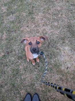 Mixed Breed Dogs Available for Adoption in Vaudreuil-dorion, Quebec - Pixel  | PetCurious