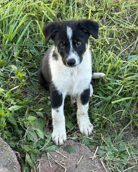Rescue Shepherd and Beagle Dogs for Adoption in Dover, Arkansas - Joel - N | PetCurious
