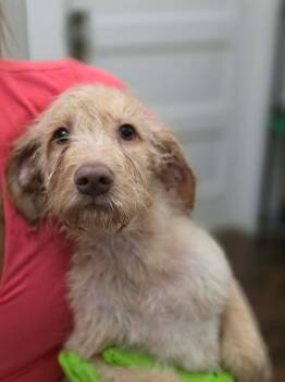 Scooter -  Labrador Retriever and Terrier Dog for Adoption in Eatontown, New Jersey - Scooter | PetCurious