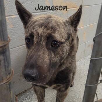 Jameson -  Shepherd and Labrador Retriever Dog for Adoption in Parkersburg, West Virginia - Jameson | PetCurious