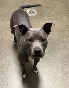 HOOKIE POOKIE -  Mixed Breed Dog for Adoption in Jacksonville, Florida - HOOKIE POOKIE | PetCurious