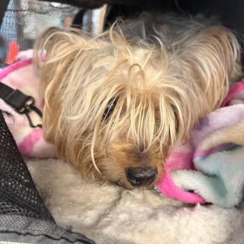 Star -  Yorkshire Terrier Dog for Adoption in Newark, New Jersey - Star | PetCurious