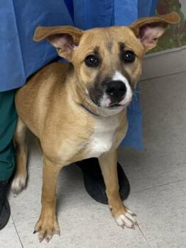 Labrador Retriever and Mixed Breed Dogs Available for Adoption in San Antonio, Texas - Mitch | PetCurious