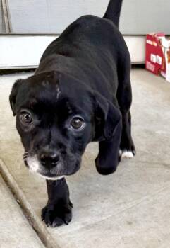 Grace -  English Bulldog and Staffordshire Bull Terrier Dog for Adoption in Davis, California - Grace | PetCurious