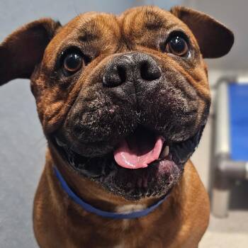 Napoleon (Samson) -  Mastiff and English Bulldog Dog for Adoption in Tampa, Florida - Napoleon (Samson) | PetCurious