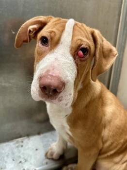 Goofy -  Mixed Breed Dog for Adoption in Wichita, Kansas - Goofy | PetCurious