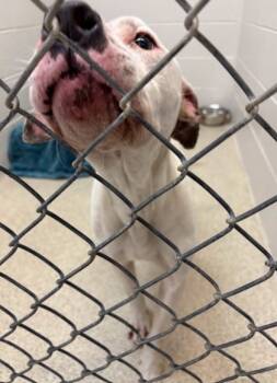 Rescue Pit Bull Terrier and Mixed Breed Dogs for Adoption in Harbor Springs, Michigan - Cain | PetCurious