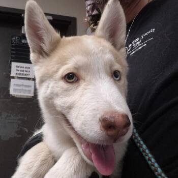 Husky Dogs Available for Adoption in Yuma, Arizona - Dorthy | PetCurious