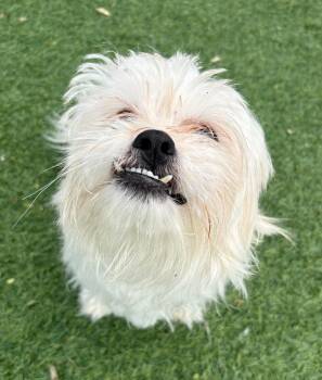 Buttermilk -  Maltese Dog for Adoption in Norwalk, Connecticut - Buttermilk | PetCurious
