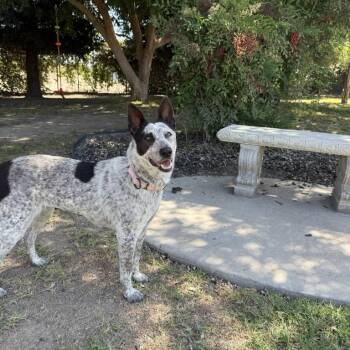 Cattle Dog and Mixed Breed Dogs Available for Adoption in Fresno, California - Leslie | PetCurious