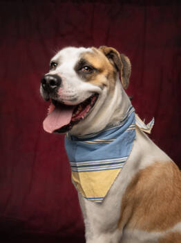 Rescue Mixed Breed Dogs for Adoption in Atlanta, Georgia - FUTURE | PetCurious