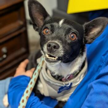 Rescue Chihuahua and Terrier Dogs for Adoption in St. George, Utah - Sachi | PetCurious