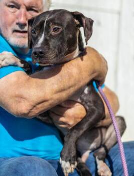 Dukes -  Mixed Breed Dog for Adoption in Chamblee, Georgia - Dukes | PetCurious