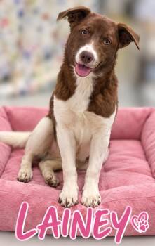 Lainey -  Labrador Retriever Dog for Adoption in Momence, Illinois - Lainey | PetCurious