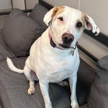 Laverne -  Mixed Breed Dog for Adoption in Lansing, Michigan - Laverne | PetCurious