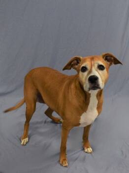 Rescue Boxer and Mixed Breed Dogs for Adoption in Cumming, Georgia - Rhea 1510-24 | PetCurious