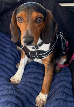 Beagle Dogs Available for Adoption - Brisket | PetCurious