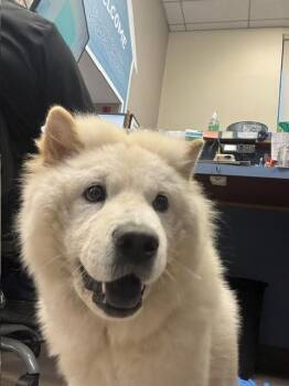 CHOWMEIN -  Chow Chow Dog for Adoption in Burbank, California - CHOWMEIN | PetCurious