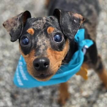 Quinn -  Miniature Pinscher Dog for Adoption in Hudson, Illinois - Quinn | PetCurious