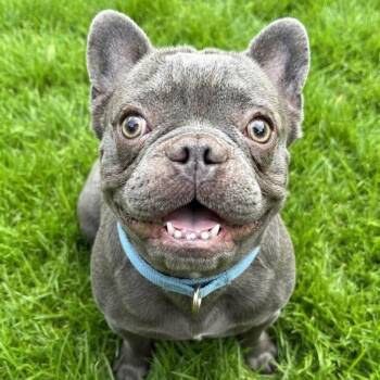 Luxor -  French Bulldog Dog for Adoption in Las Vegas, Nevada - Luxor | PetCurious