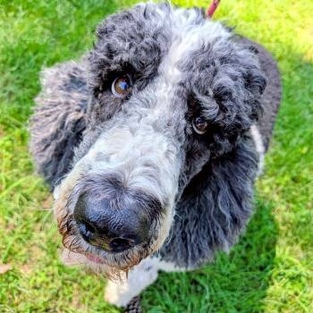 Standard Poodle Dogs Available for Adoption in Houston, Texas - Stella Petunia | PetCurious