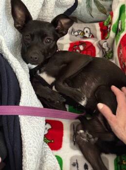 Chihuahua Dogs Available for Adoption in Denver, Colorado - Cher #4 | PetCurious