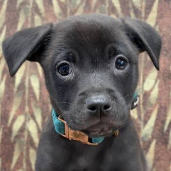 Tutt -  Mixed Breed Dog for Adoption in Jefferson, Wisconsin - Tutt | PetCurious