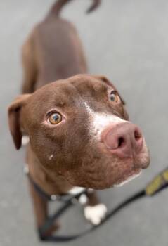 Pit Bull Terrier and Chocolate Labrador Retriever Dogs Available for Adoption - Sammy | PetCurious