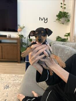 Miniature Pinscher Dogs Available for Adoption in Lafayette, California - Ivy | PetCurious