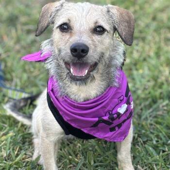 Rescue Mixed Breed Dogs for Adoption in Fort Lauderdale, Florida - Sophie | PetCurious