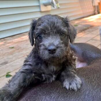 Lark -  Schnoodle and Pit Bull Terrier Dog for Adoption in Grand Rapids, Michigan - Lark | PetCurious