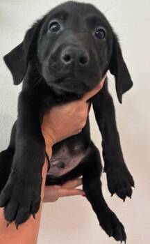 Scar -  Labrador Retriever and Mixed Breed Dog for Adoption in Los Angeles, California - Scar | PetCurious