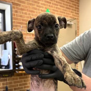 Benny -  Terrier Dog for Adoption in Birmingham, Alabama - Benny | PetCurious