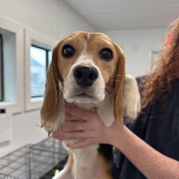 Juliett 4 (WGU4) - 2289 -  Beagle Dog for Adoption in Loxahatchee Groves, Florida - Juliett 4 (WGU4) - 2289 | PetCurious