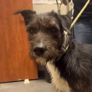 Crow -  Mixed Breed Dog Available for Adoption in Yuma, Arizona - Crow | PetCurious