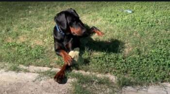 Spencer -  Doberman Pinscher Dog for Adoption in Benbrook, Texas - Spencer | PetCurious