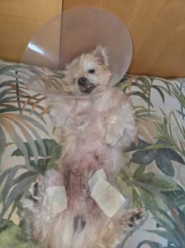 Maltese Dogs Available for Adoption in El Cajon, California - Alpine | PetCurious