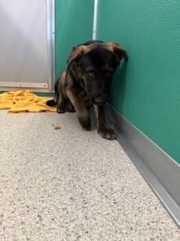 Jaycee -  German Shepherd Dog and Mixed Breed Dog for Adoption in Pequot Lakes, Minnesota - Jaycee | PetCurious