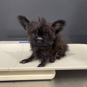Yorkshire Terrier and Chihuahua Dogs Available for Adoption in Livingston, Texas - Zeus | PetCurious
