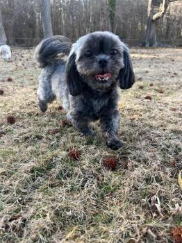Shih Tzu Dogs Available for Adoption - Onyx  | PetCurious